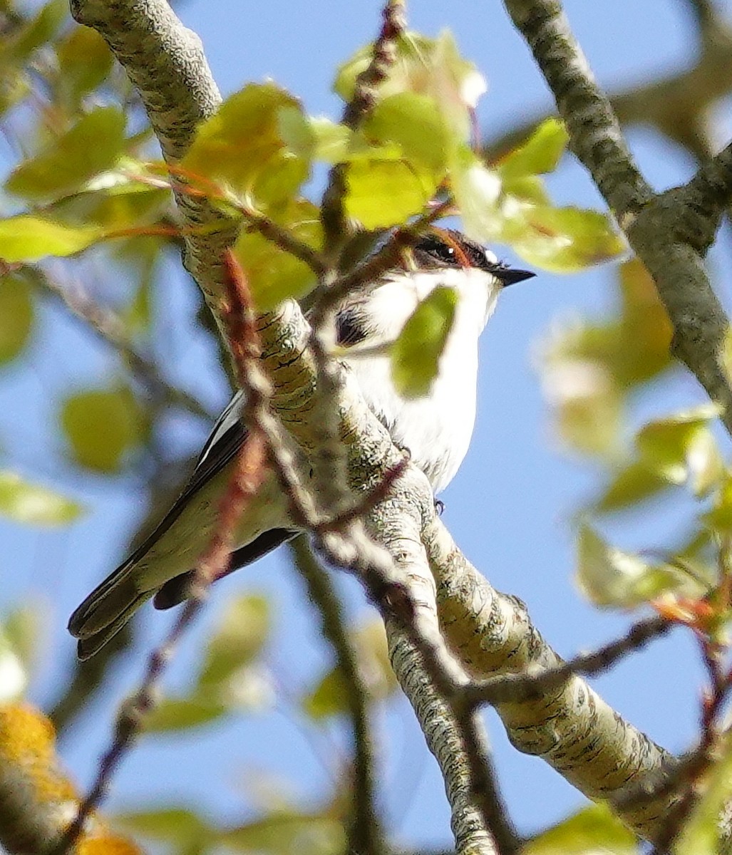 European Pied Flycatcher - ML575975171