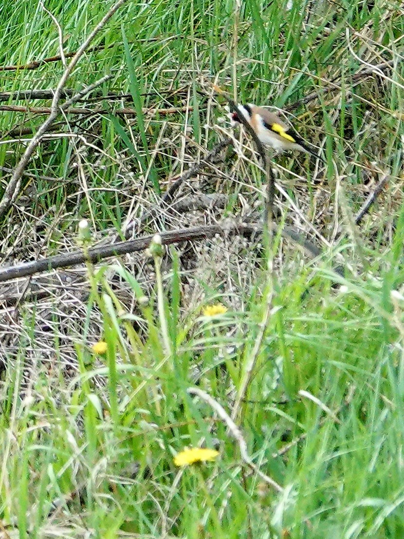 European Goldfinch - ML575975781