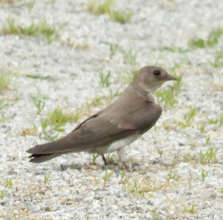 Northern Rough-winged Swallow - ML575976001