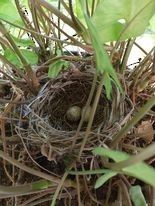 Northern Cardinal - ML575976011