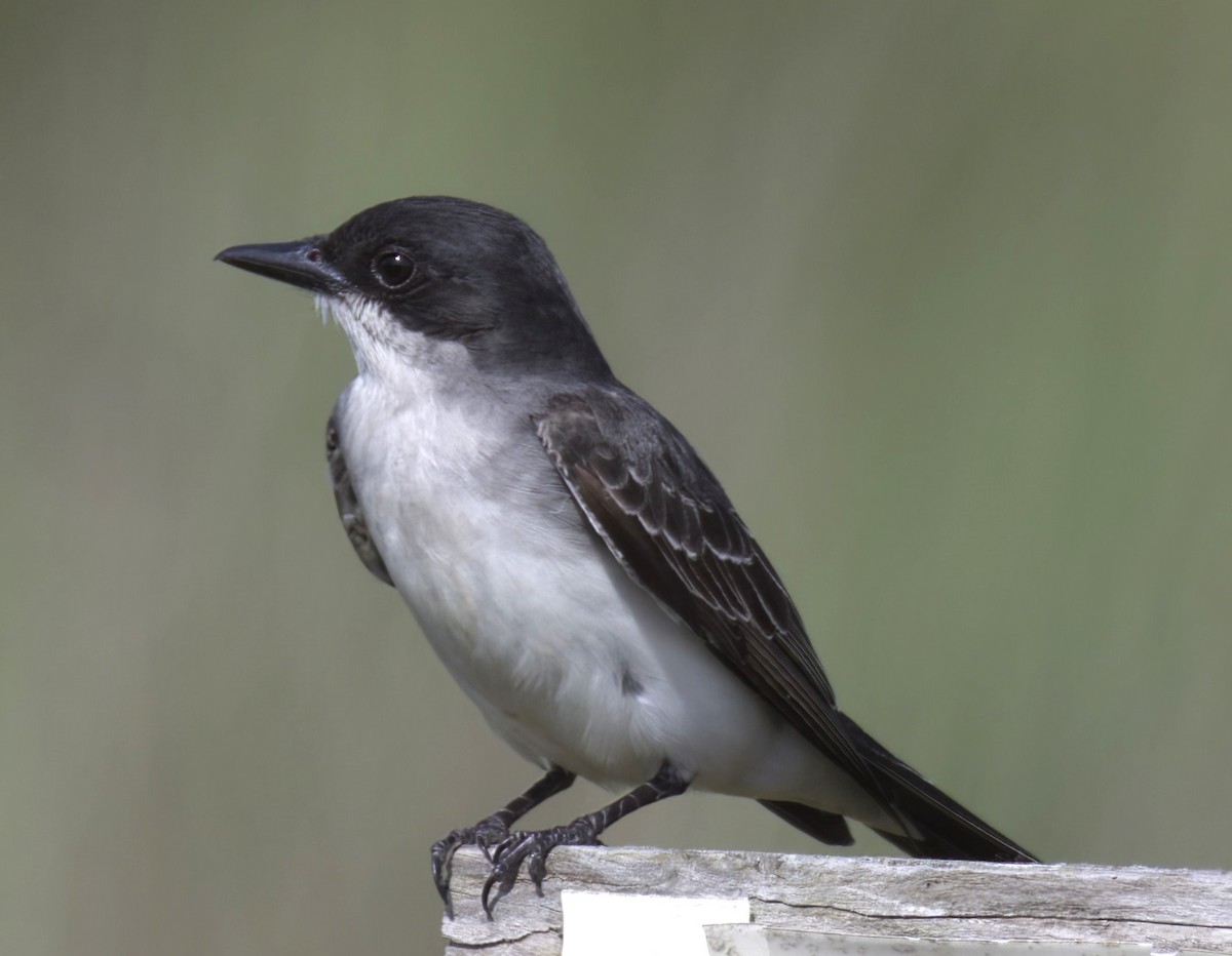 Eastern Kingbird - ML575976051