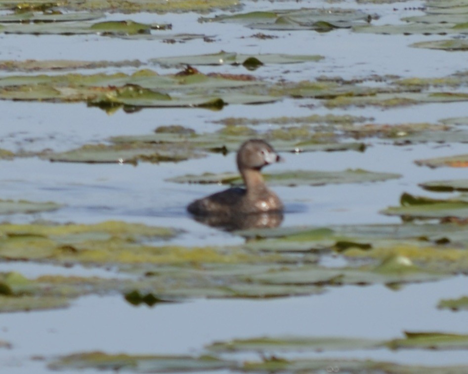 Pied-billed Grebe - ML575976341