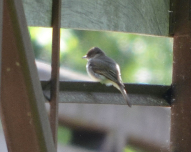 Eastern Phoebe - ML575976521