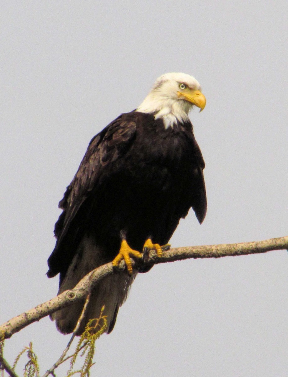 Bald Eagle - ann carter