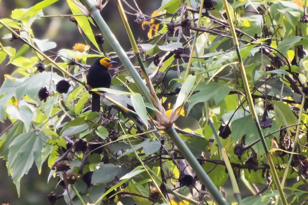 Tisserin à tête jaune (stephanophorus) - ML575976831