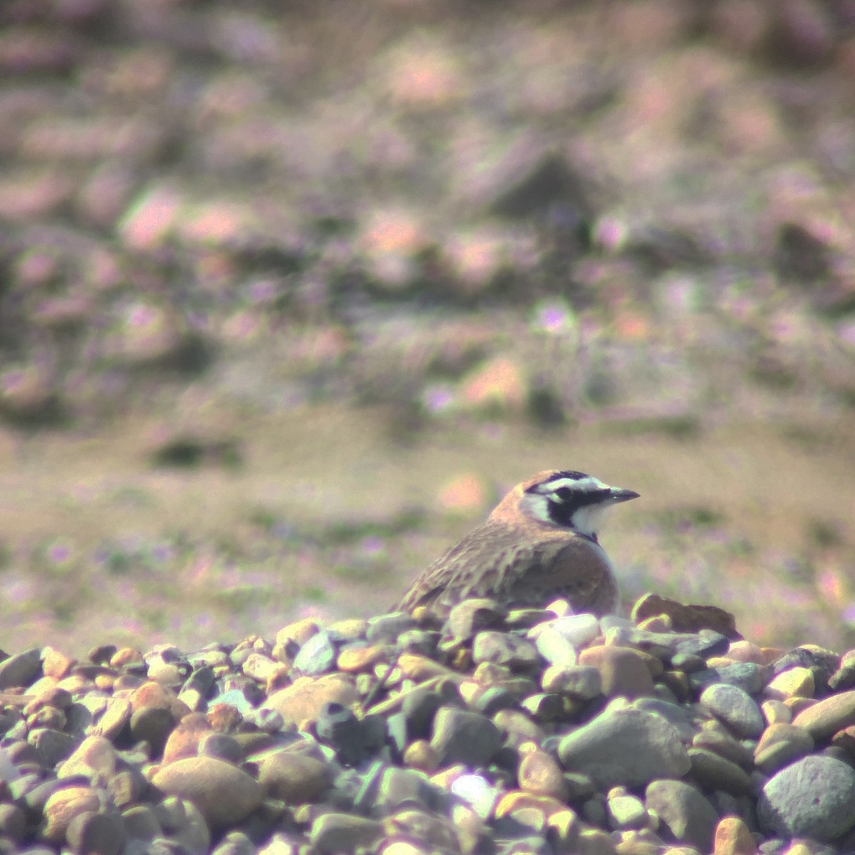 Horned Lark - ML57597731