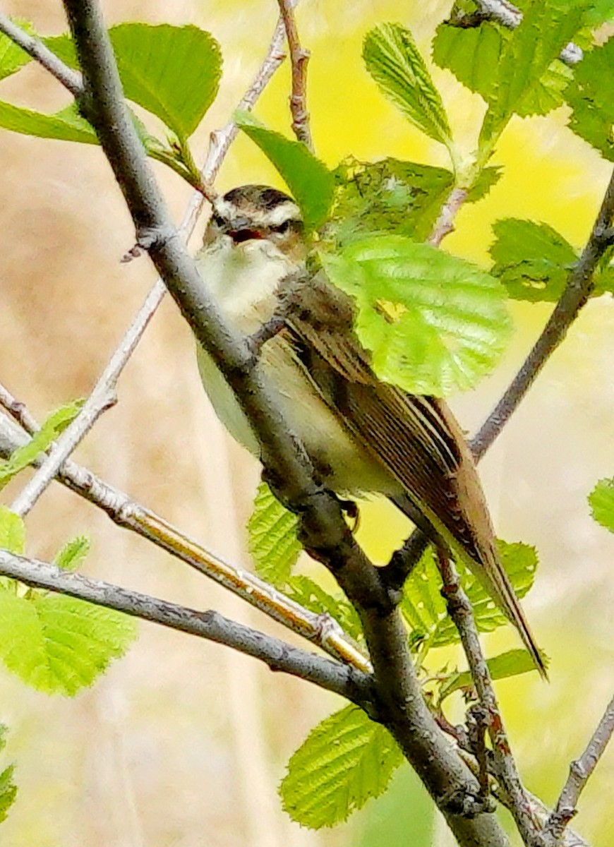 Sedge Warbler - ML575977801