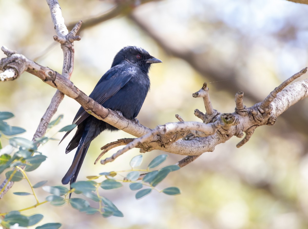 Çatal Kuyruklu Drongo - ML575977841