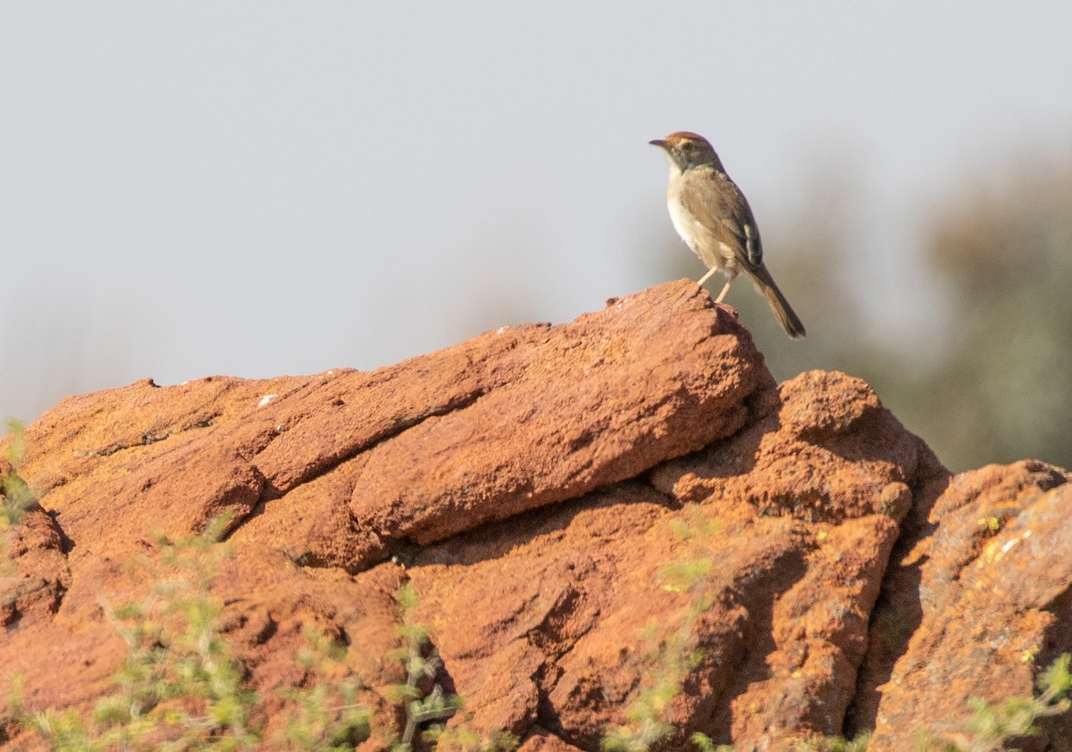 Piping Cisticola - ML575978071