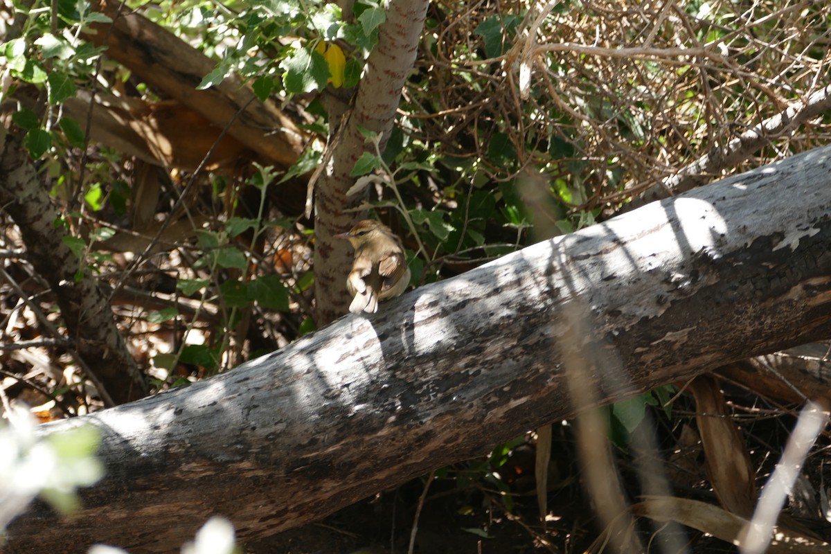 Swainson's Warbler - ML57597841