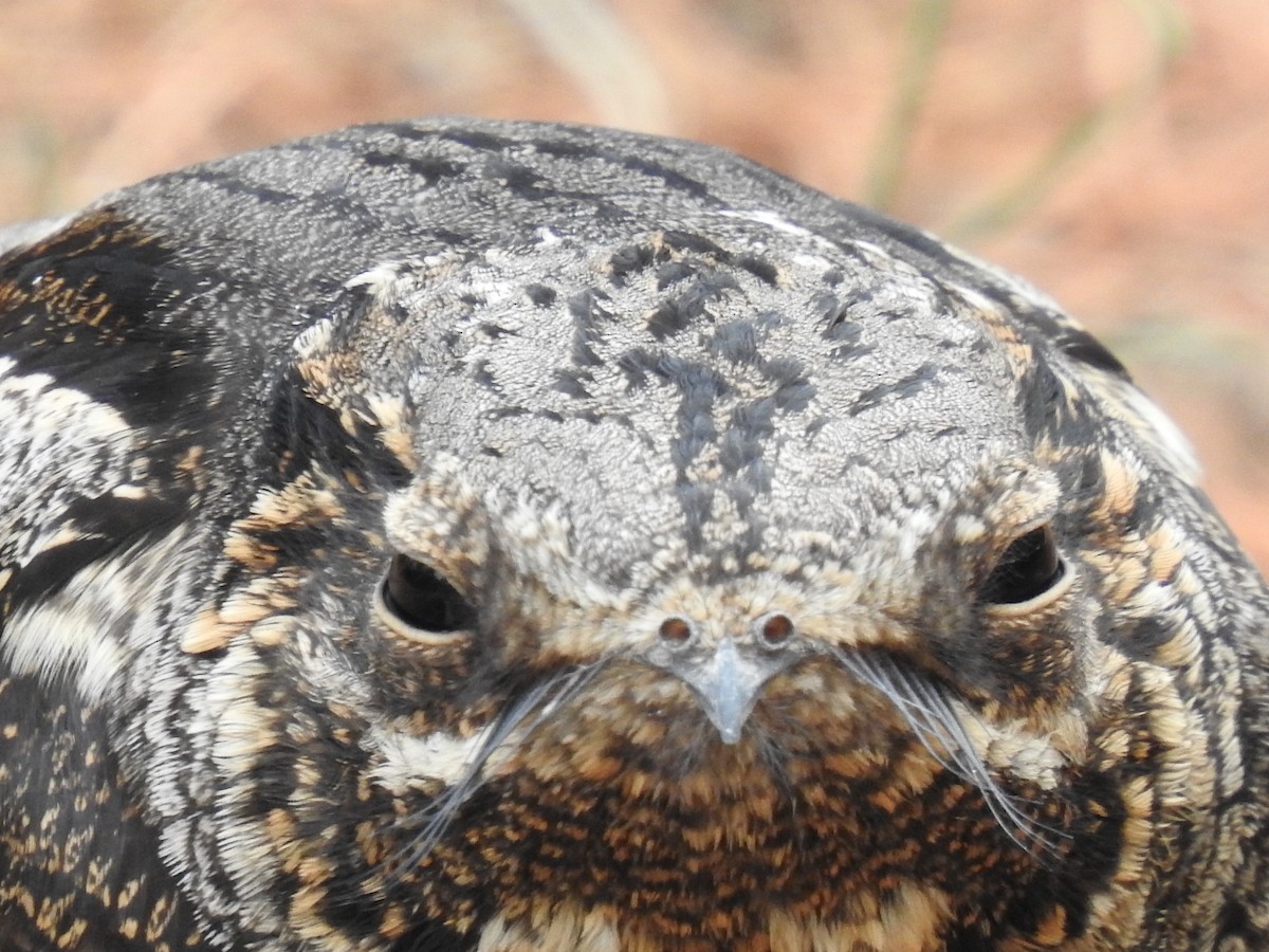 Eurasian Nightjar - ML575978441