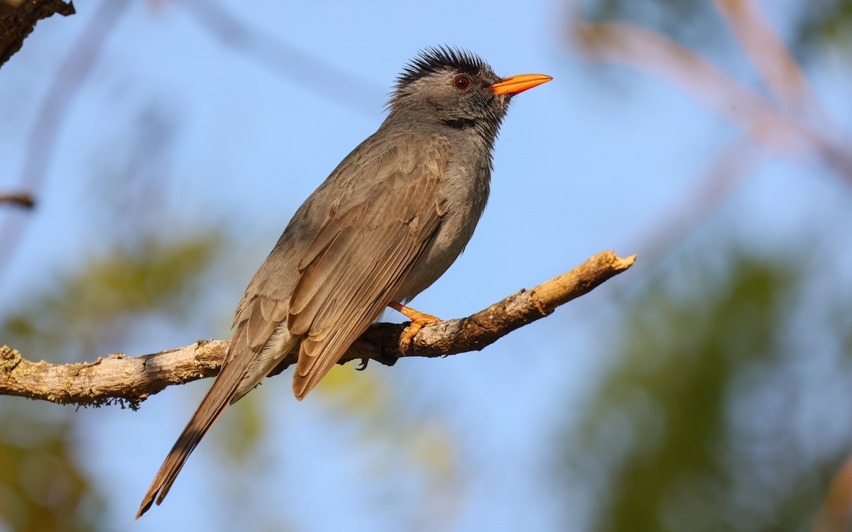 Malagasy Bulbul - ML575979421