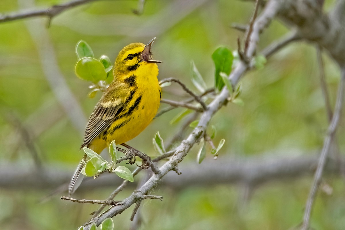 Prairie Warbler - Sue Barth