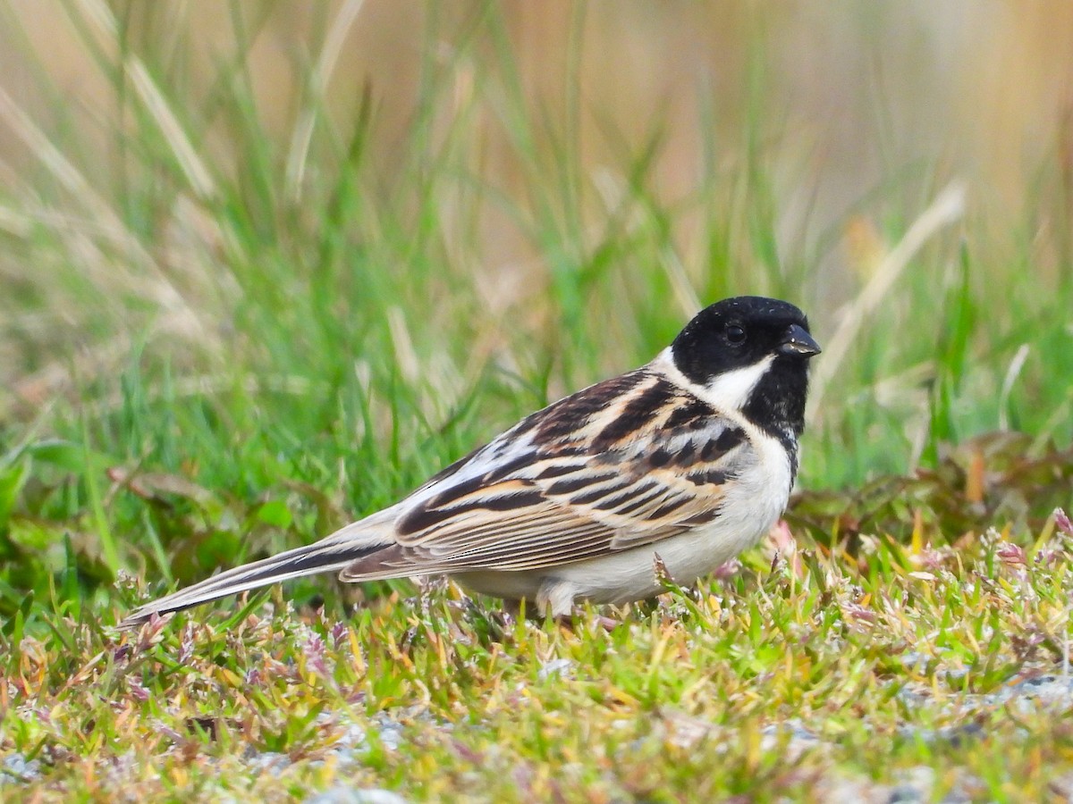 Pallas's Bunting - Per Harald Pedersen