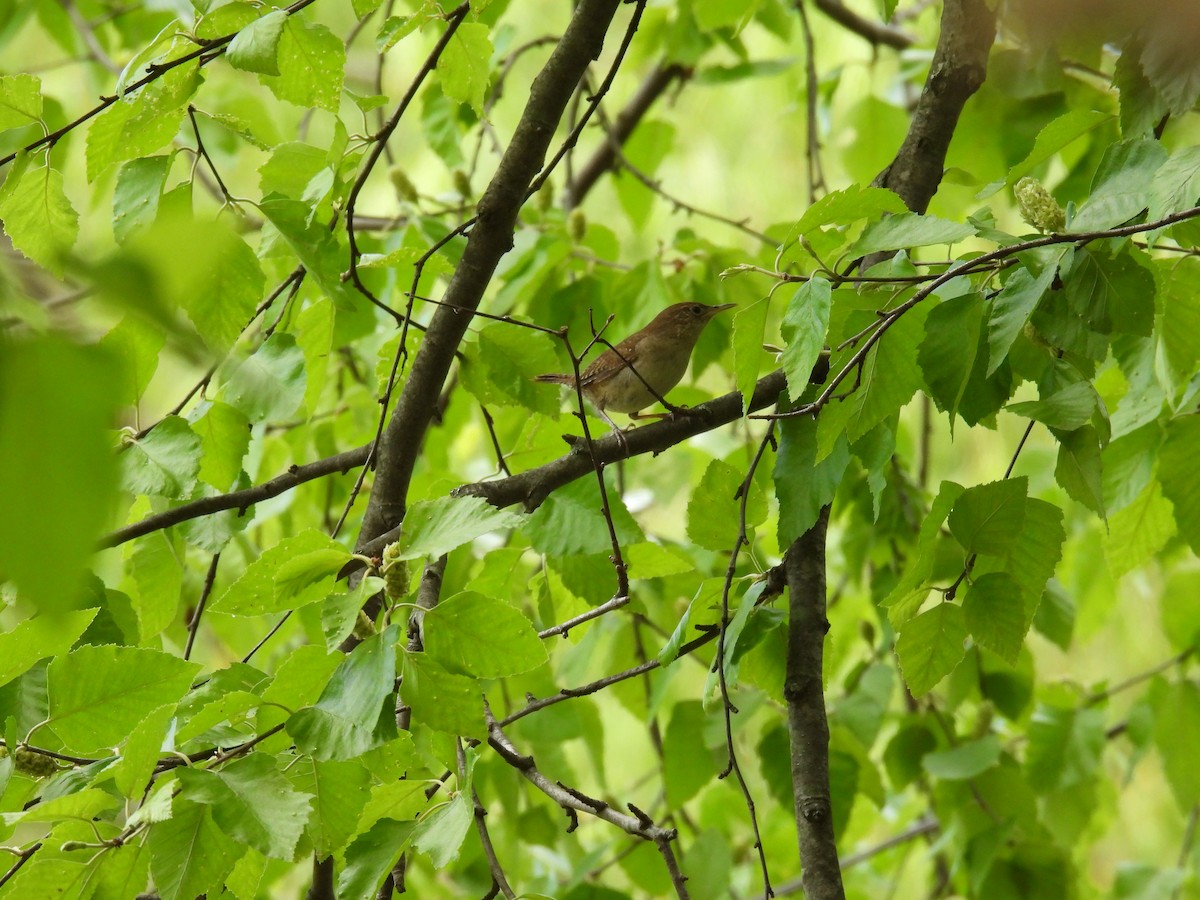 Northern House Wren - ML575980701