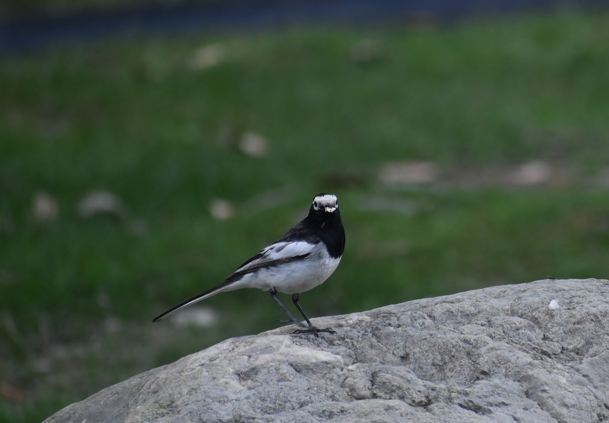 White Wagtail - ML575981541