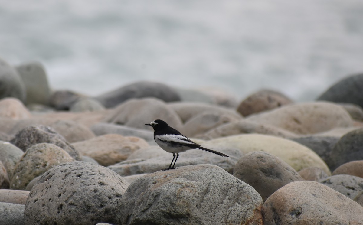 White Wagtail - ML575982231