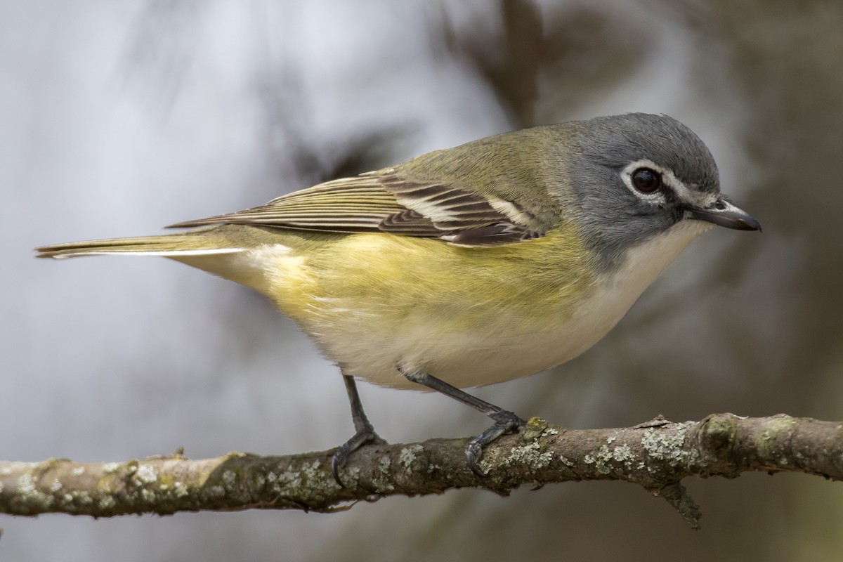 Blue-headed Vireo - Jeremy  Meyer