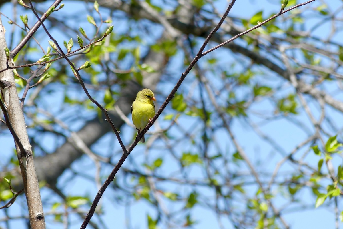 Chardonneret jaune - ML575982531