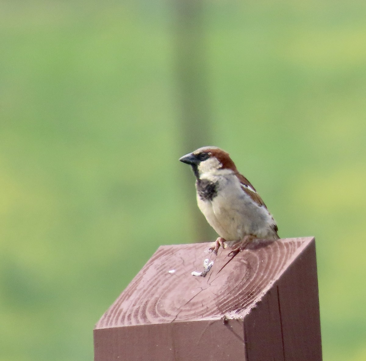 House Sparrow - ML575982561