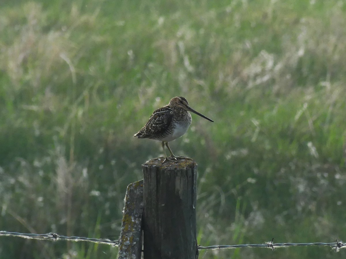 Wilson's Snipe - ML575982571