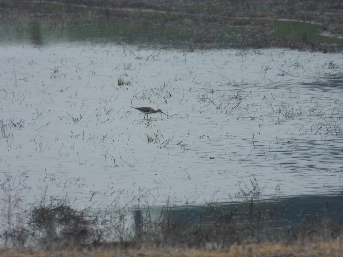 Greater Yellowlegs - ML575982701