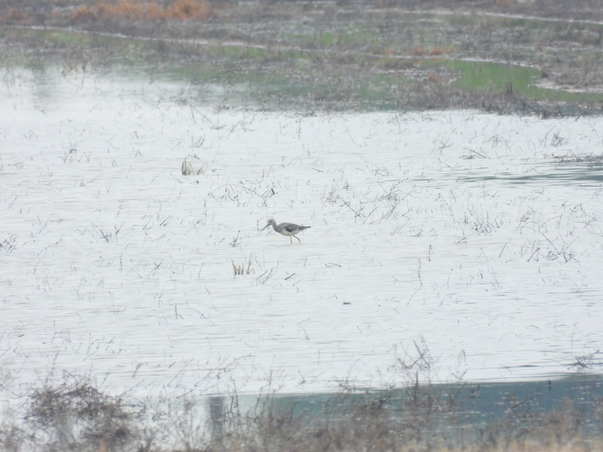 Greater Yellowlegs - ML575982911