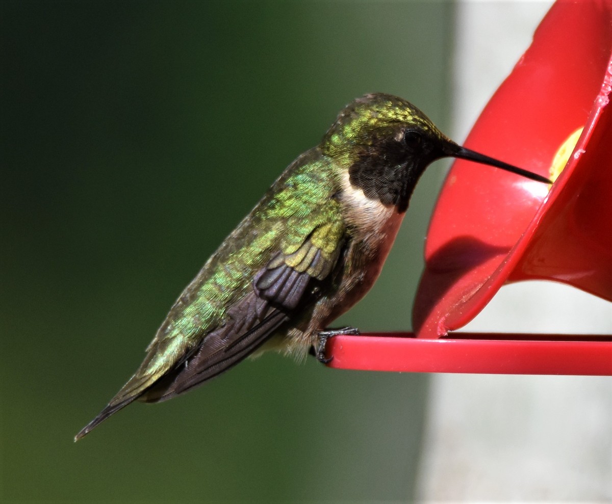 Ruby-throated Hummingbird - ML575983141
