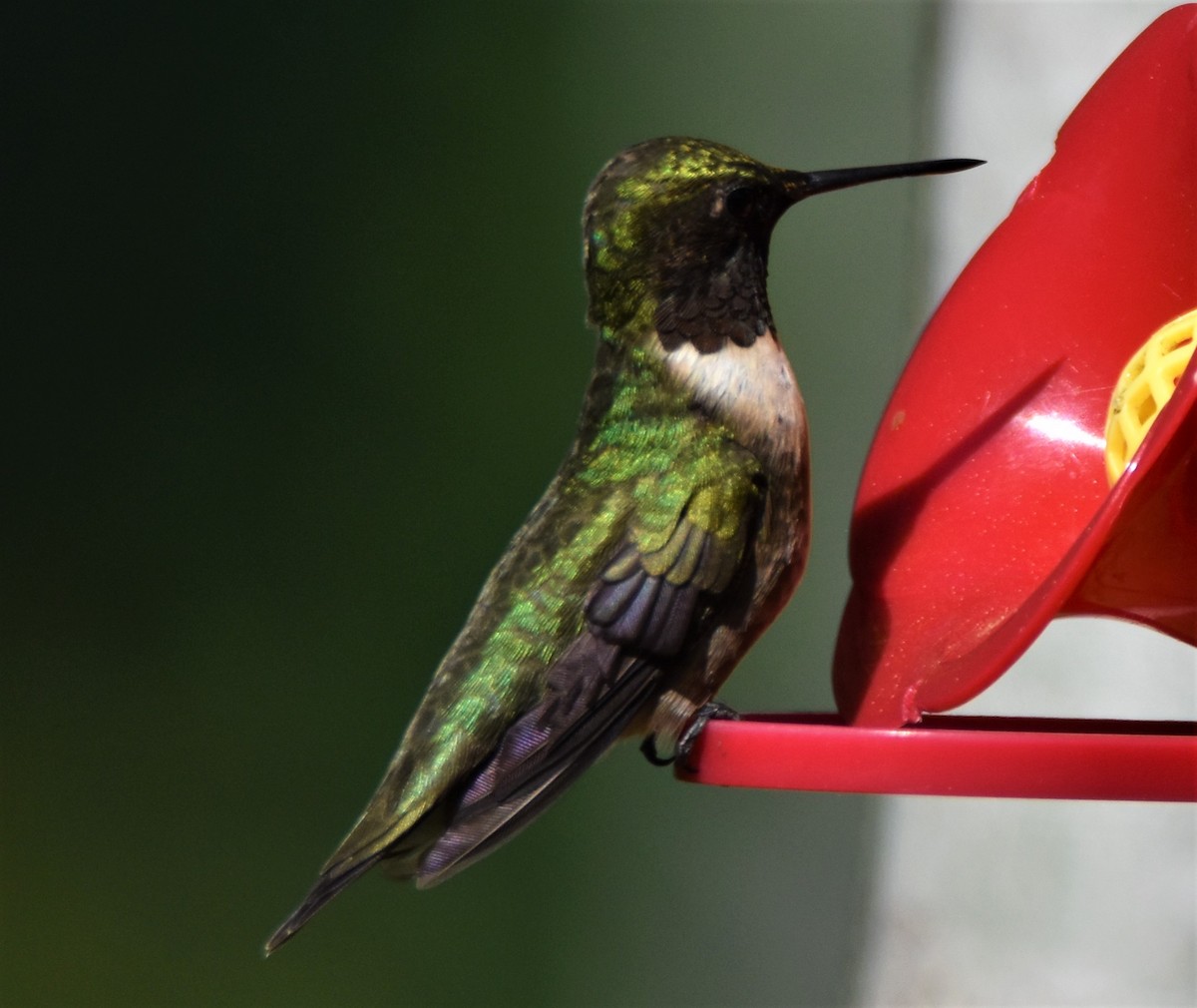 Ruby-throated Hummingbird - ML575983151