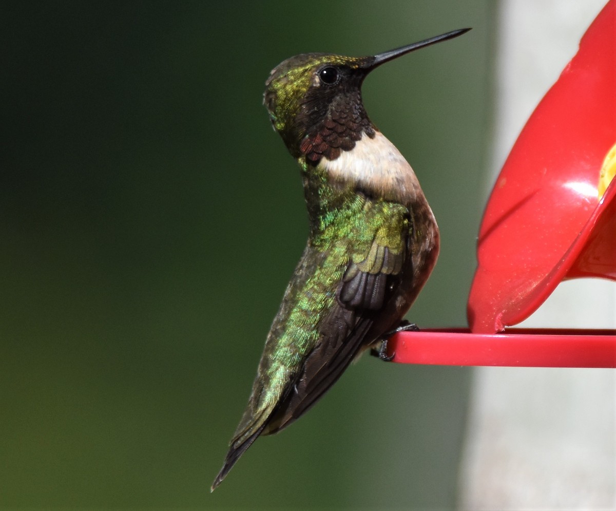 Ruby-throated Hummingbird - ML575983161
