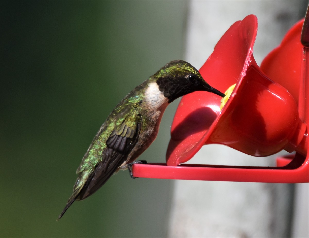 Ruby-throated Hummingbird - ML575983171