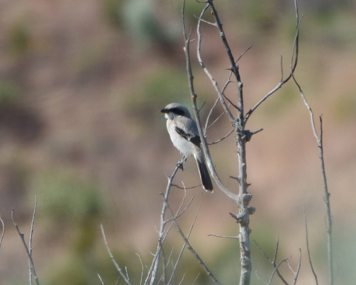 Loggerhead Shrike - ML575983781