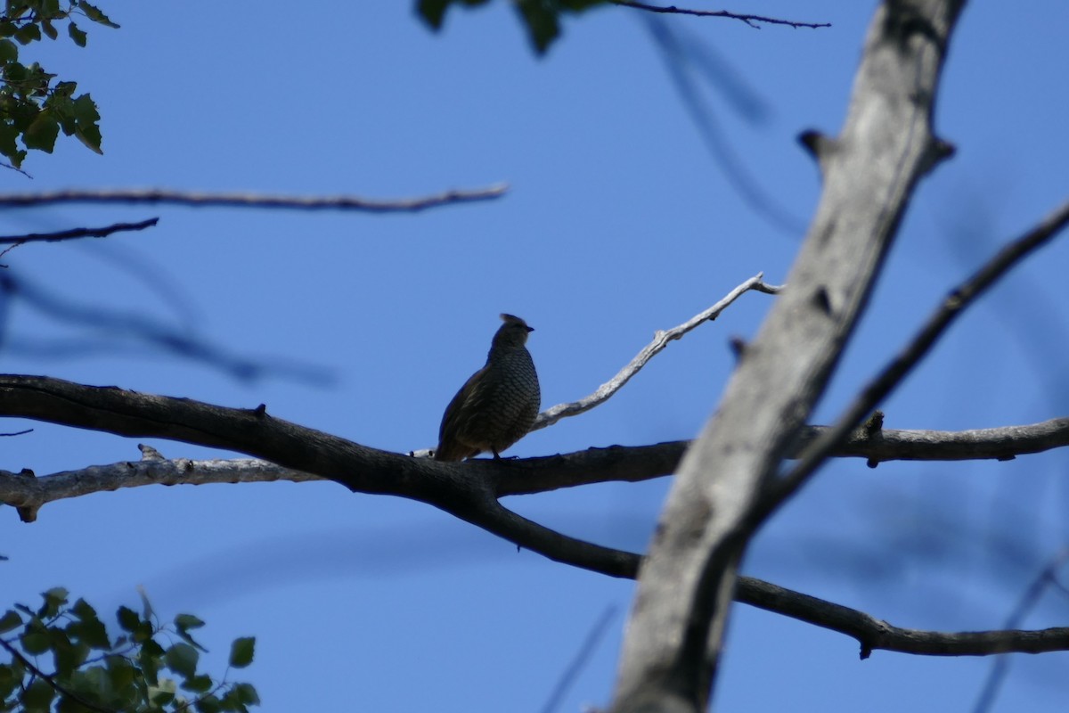 Scaled Quail - Robin Gurule