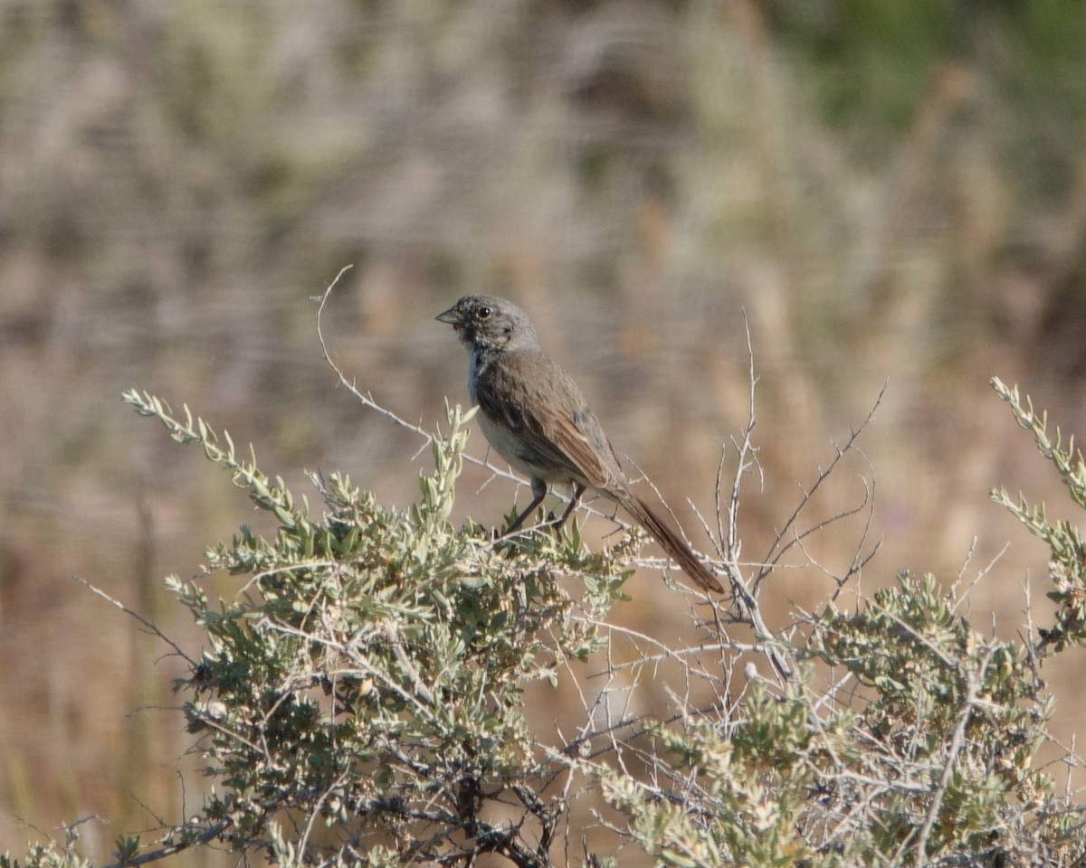 Bell's Sparrow - Peter Schneekloth