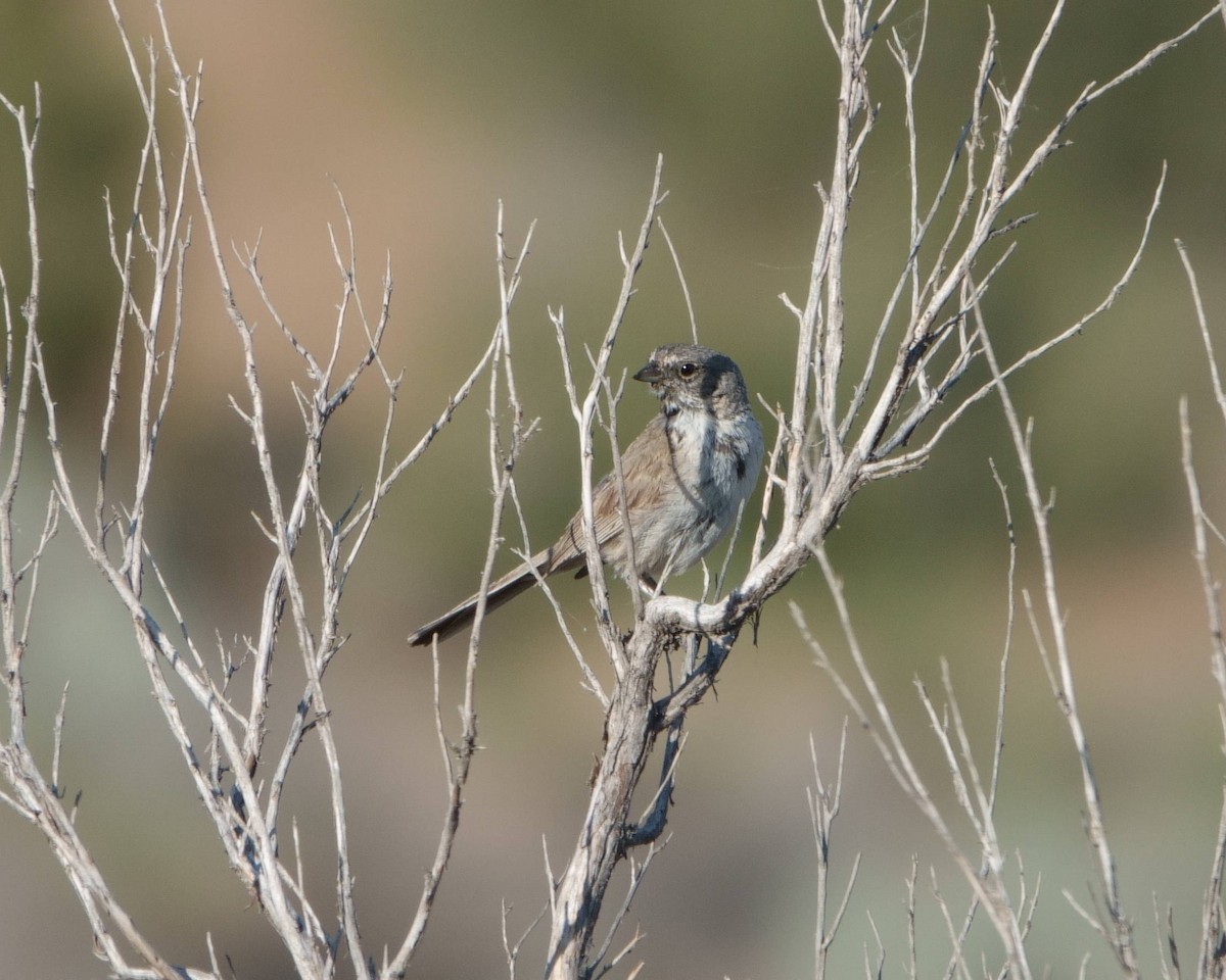 Bell's Sparrow - Peter Schneekloth