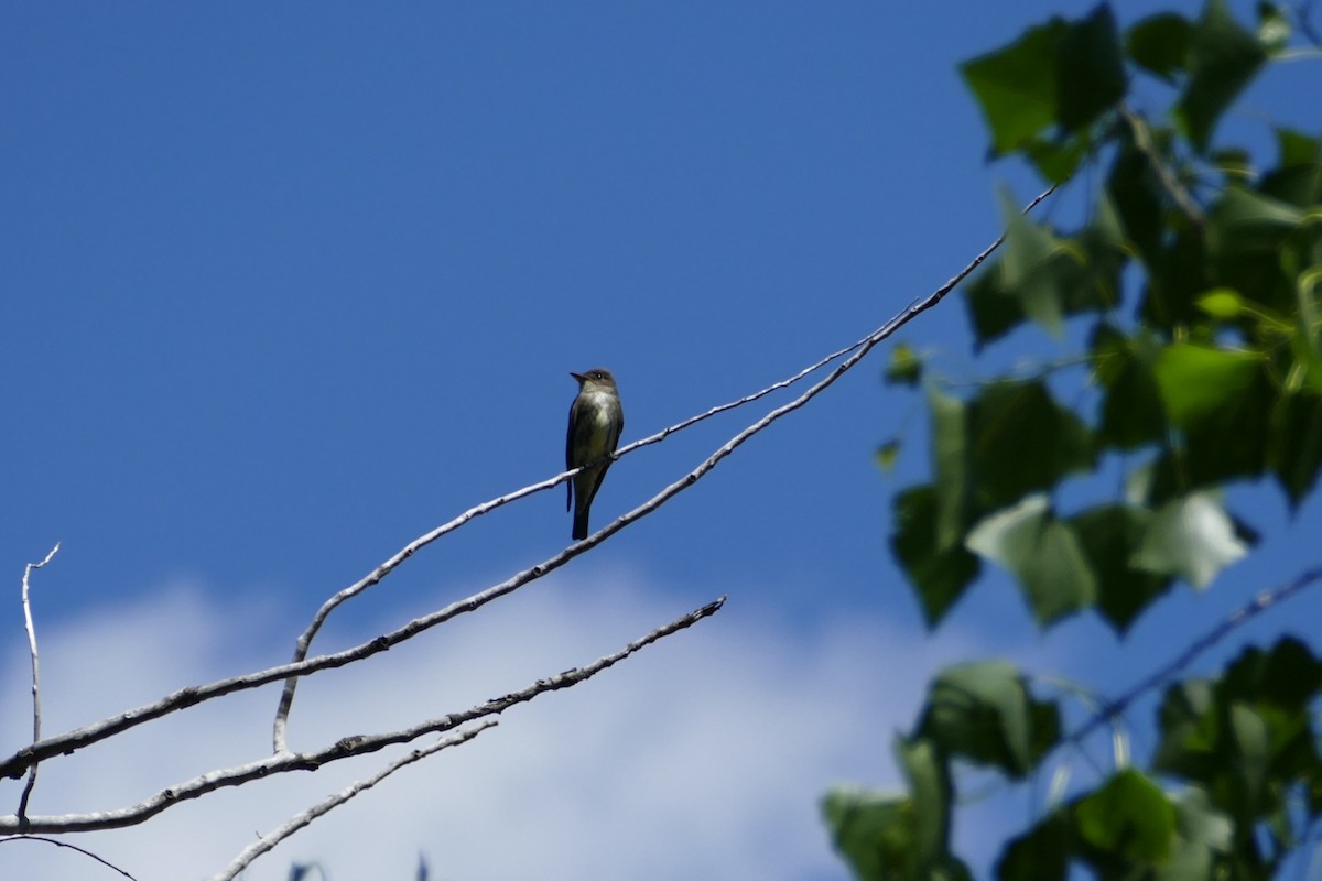 Olive-sided Flycatcher - Robin Gurule