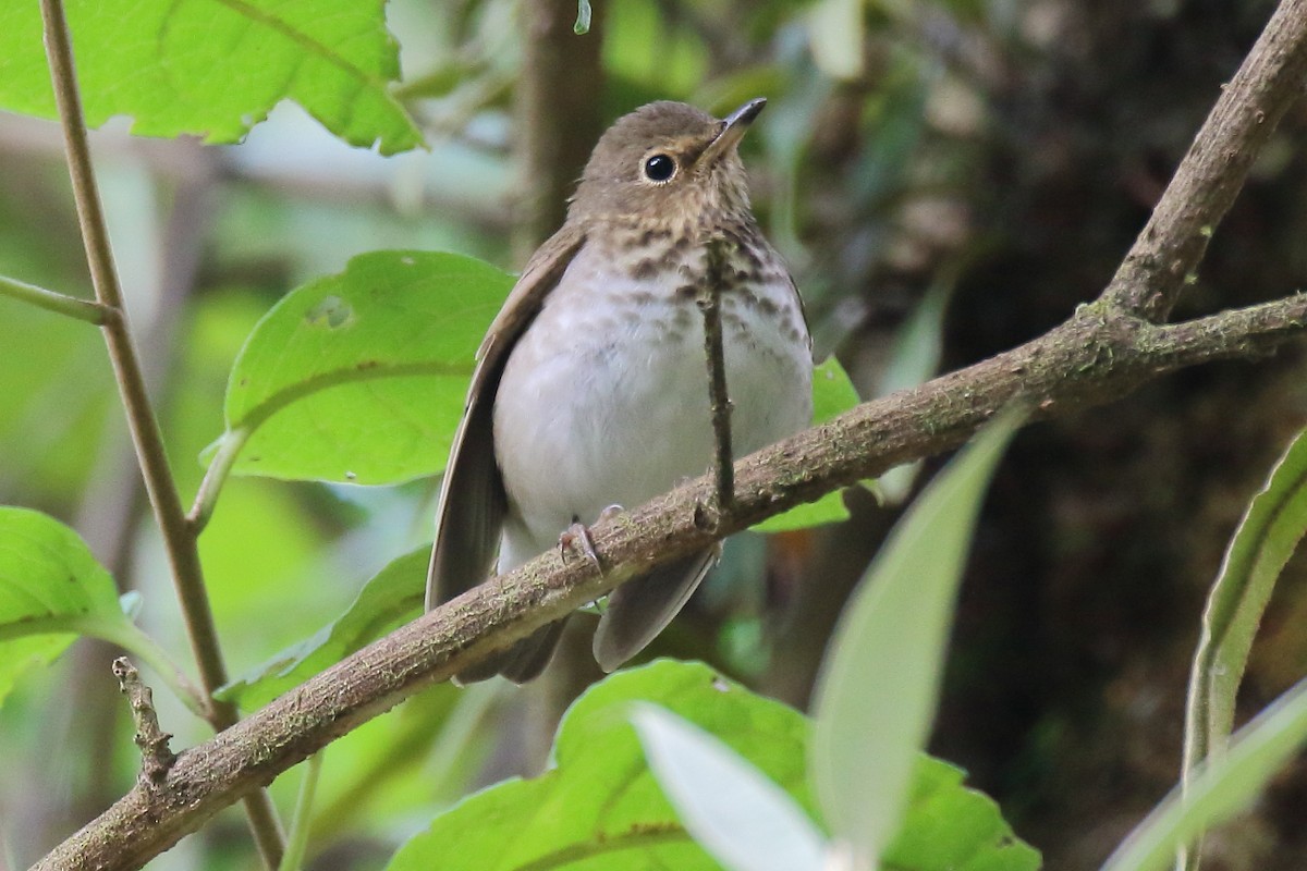 Swainson's Thrush - ML575985551