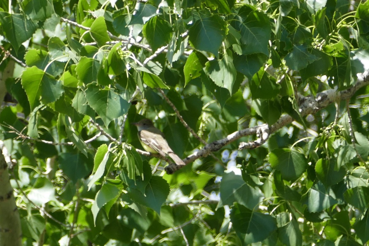 Great Crested Flycatcher - Robin Gurule