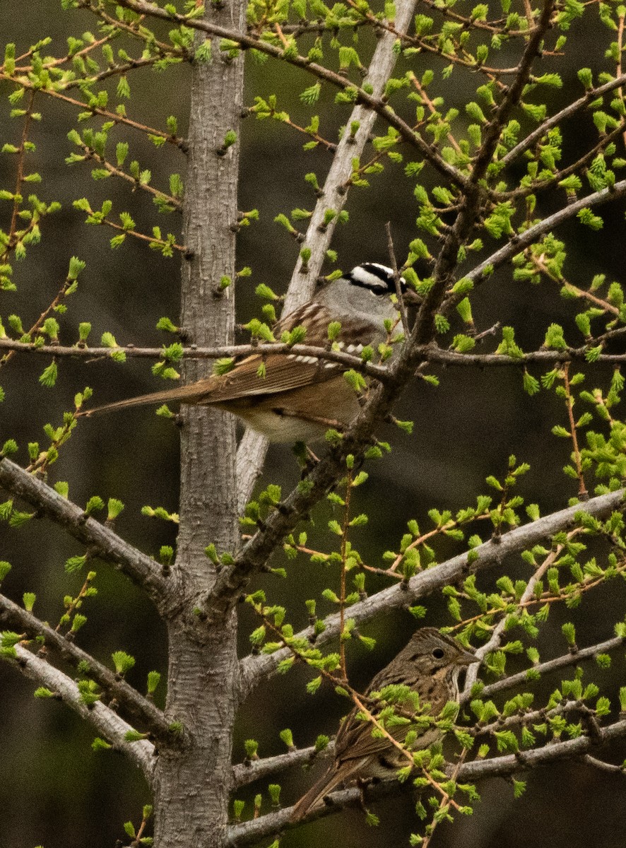White-crowned Sparrow - Francois Dubois