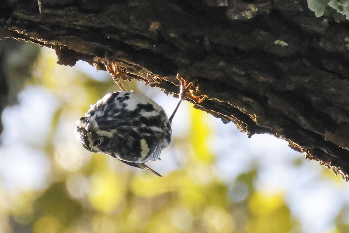 Black-and-white Warbler - ML575986711