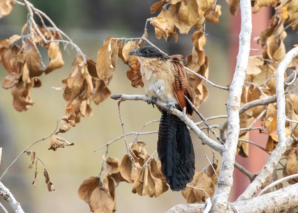 White-browed Coucal (Burchell's) - ML575986751