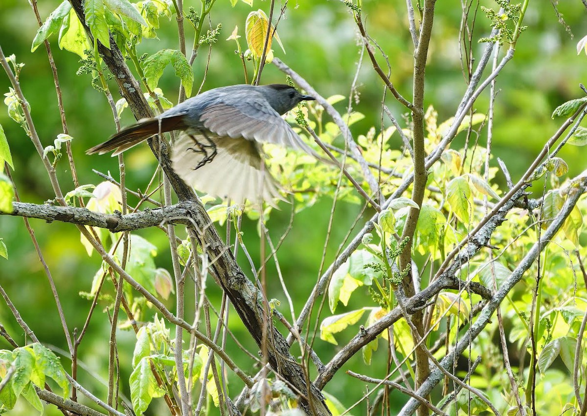 Gray Catbird - Becki Guy