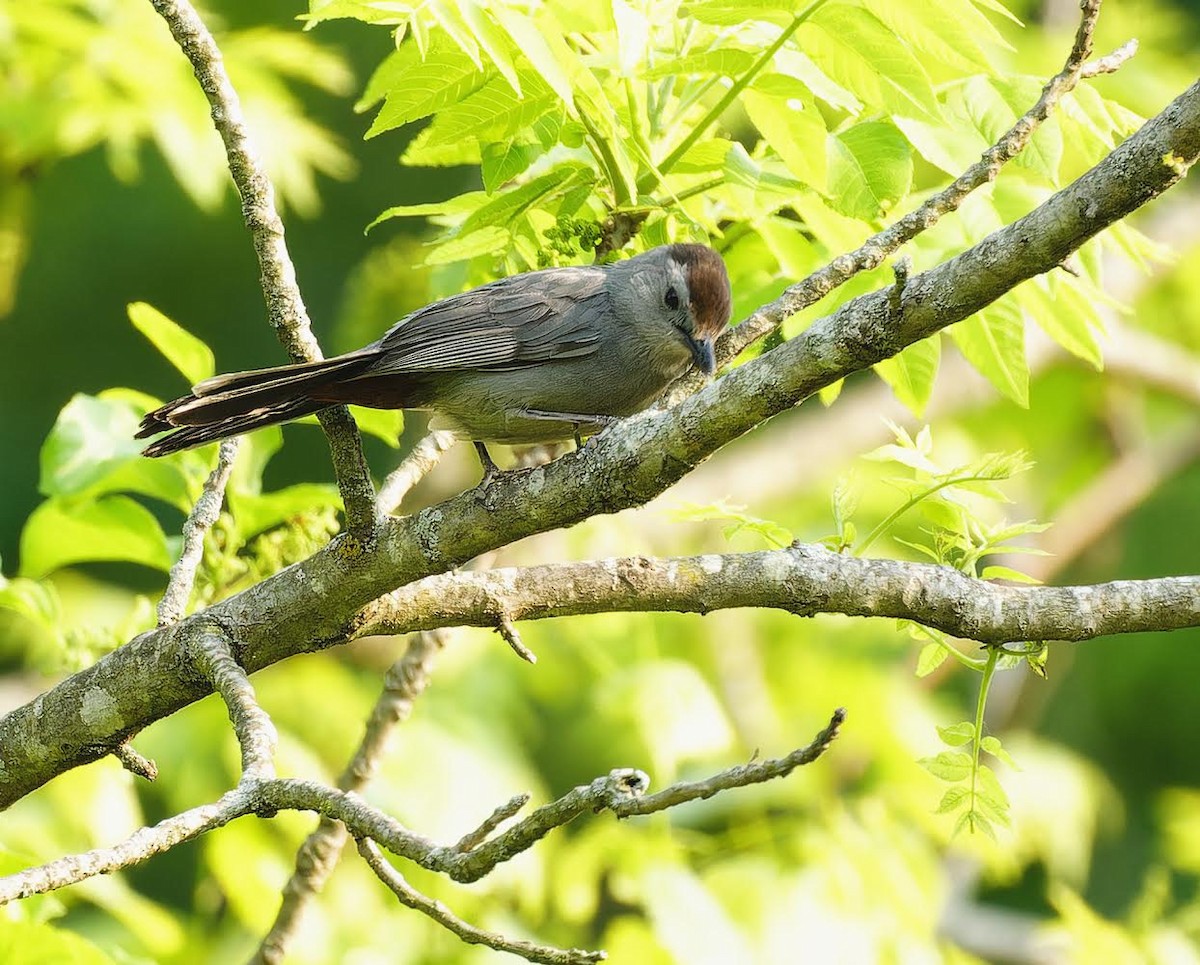 Gray Catbird - Becki Guy