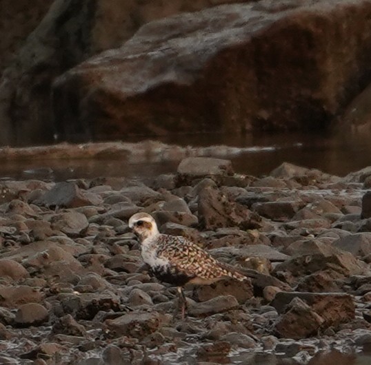 Буурал сүвээ цагаан - ML575988201