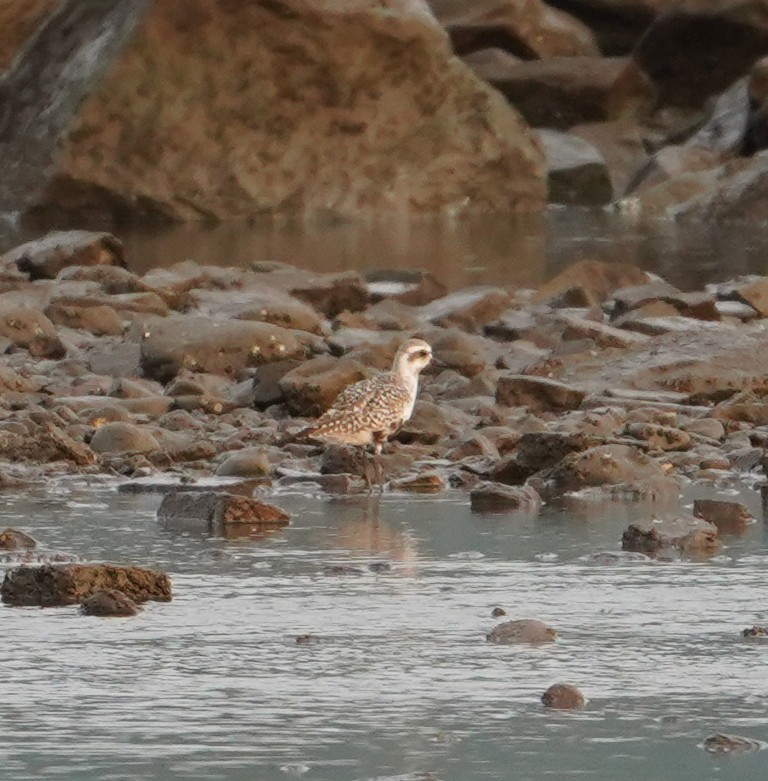 Буурал сүвээ цагаан - ML575988471