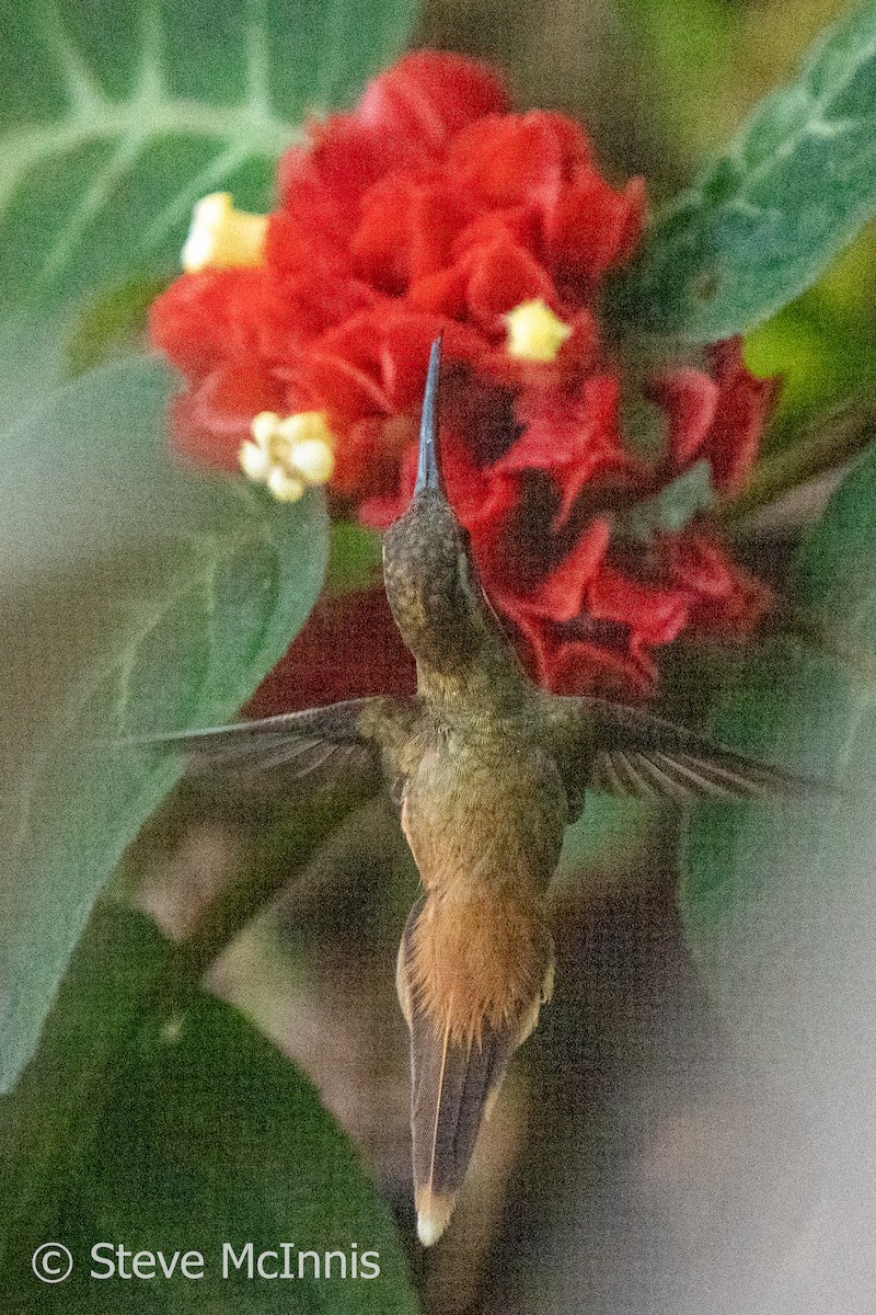 kolibřík Stuartův - ML575991751