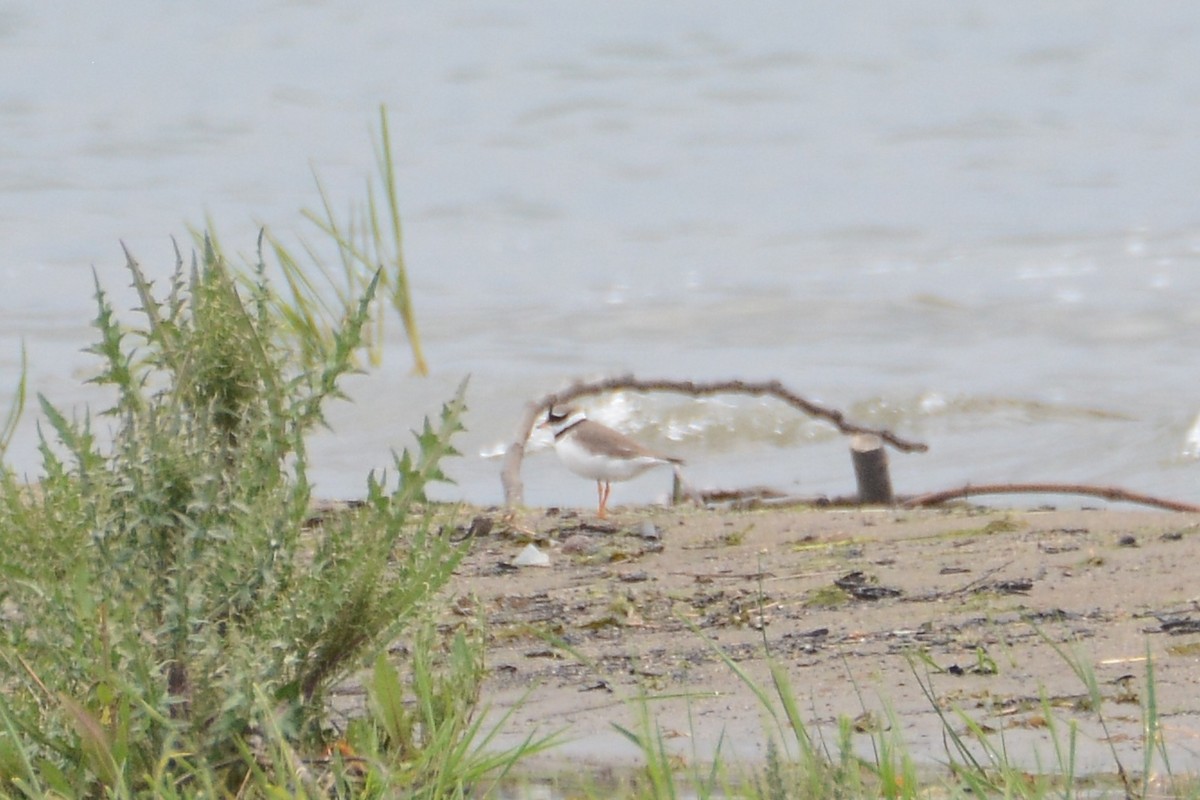Common Ringed Plover - ML575991871