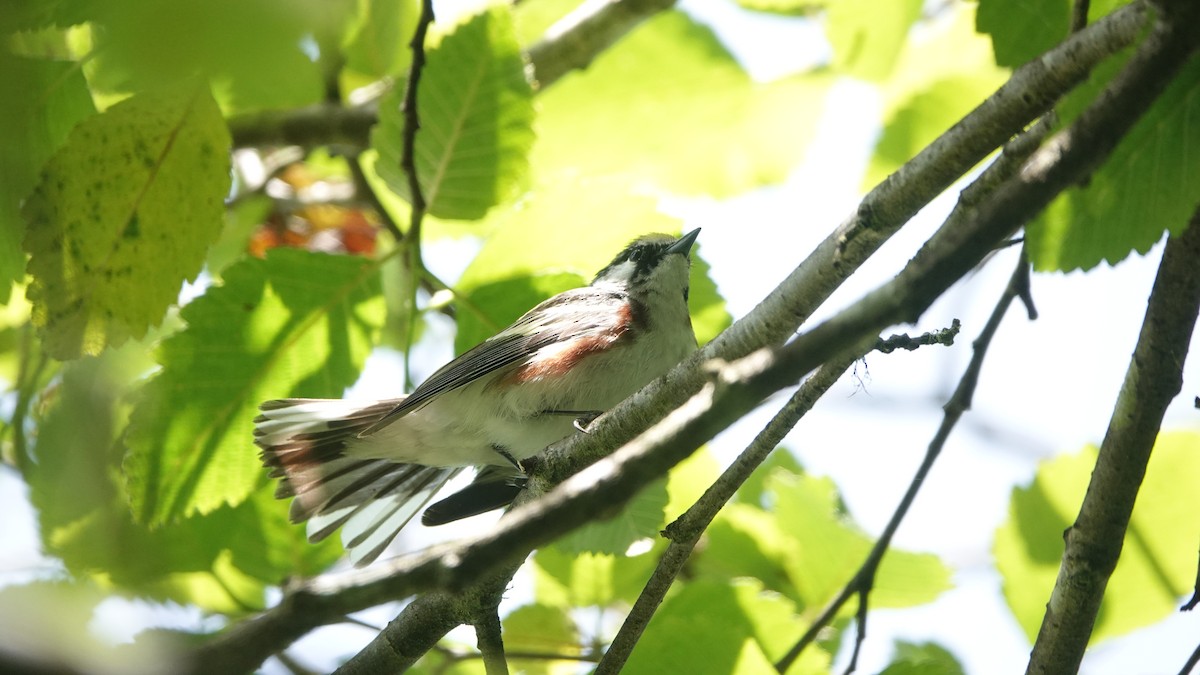 Chestnut-sided Warbler - Greg Gray