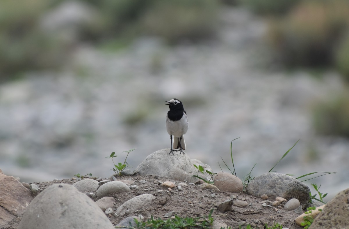 White Wagtail - ML575992071