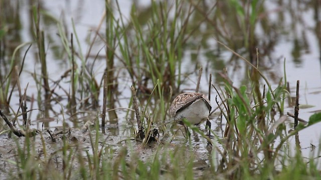 Bécasseau variable - ML575992121